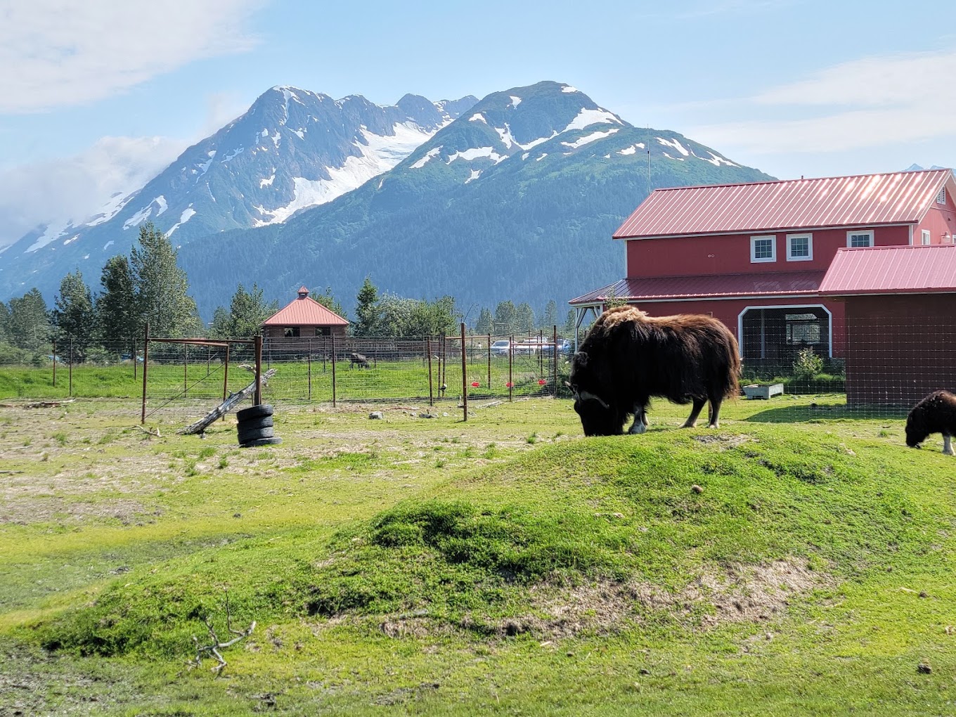 Alaska Wildlife Conservation Center Travel | Zoo and Wildlife Sanctuary 