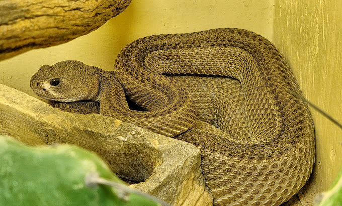 American International Rattlesnake Museum Travel | Museums