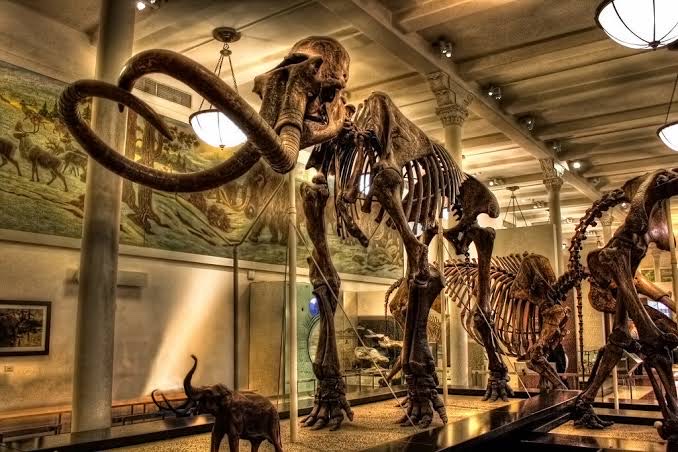 American Museum of Natural History Travel | Museums