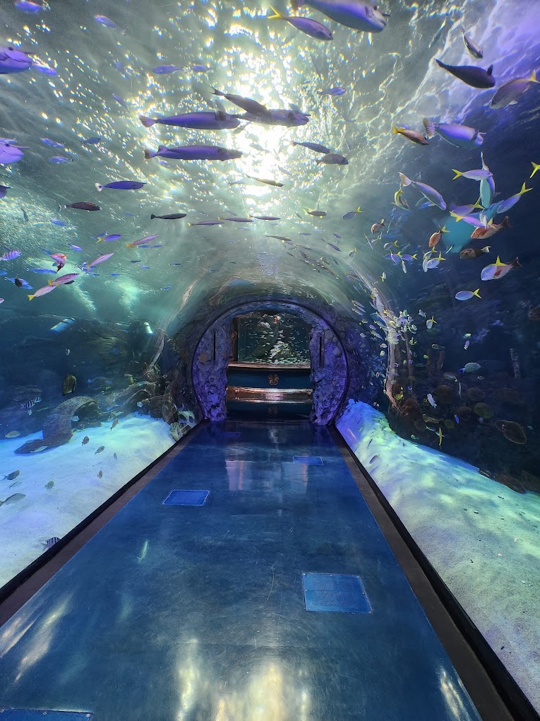 Aquarium At The Boardwalk Travel | Park