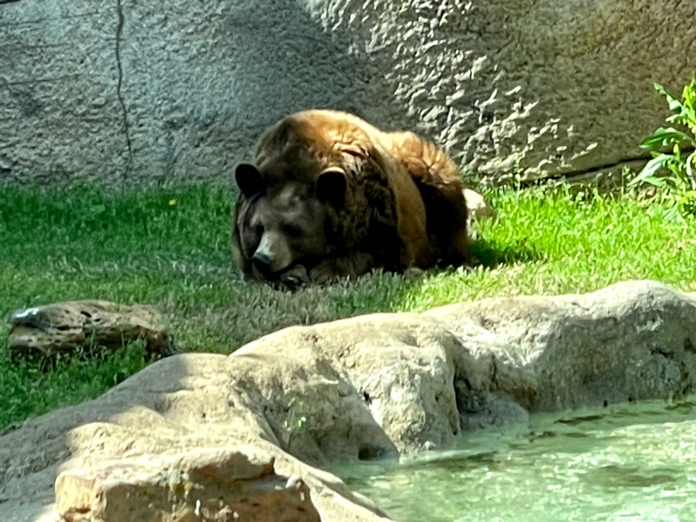 Baylor University Bear Habitat Travel | Zoo and Wildlife Sanctuary 