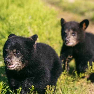 Baylor University Bear Habitat - Logo