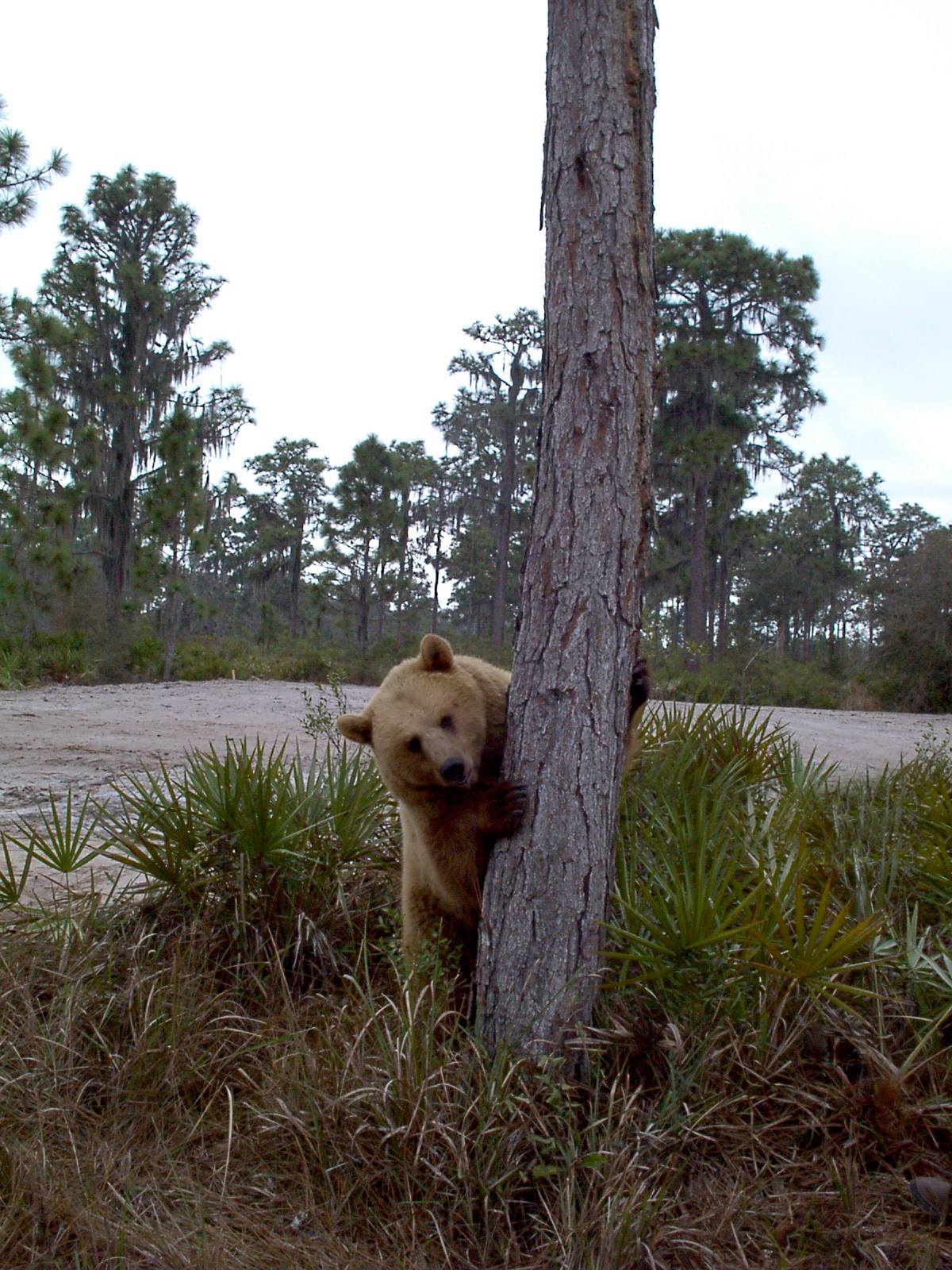 Bearadise Ranch - Logo