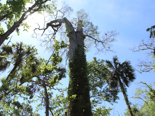 Big Tree Park - Cross Seminole Trailhead Travel | Park