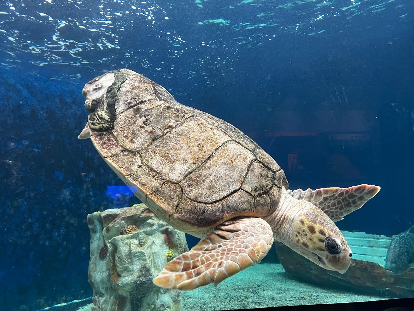 Birch Aquarium Travel | Park