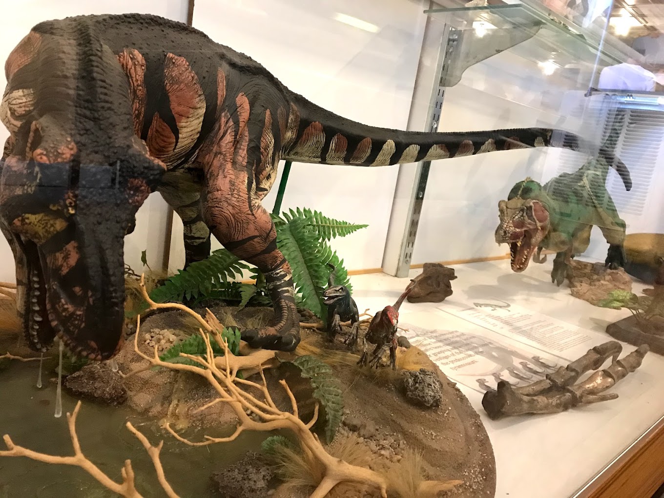 Buena Vista Museum of Natural History & Science Travel | Museums