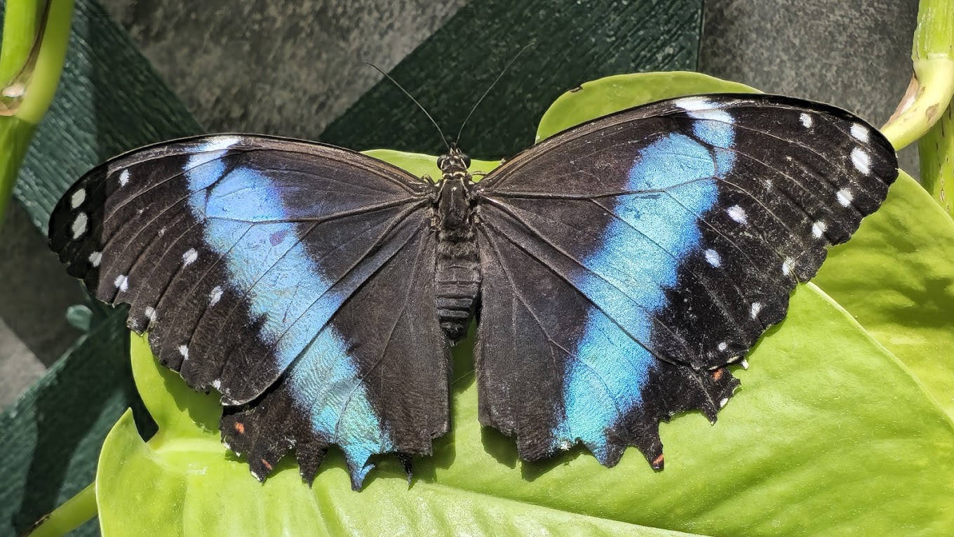 Butterfly House & Aquarium Travel | Park