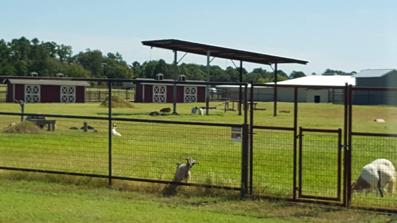 Cleveland Amory Black Beauty Ranch Travel | Zoo and Wildlife Sanctuary 