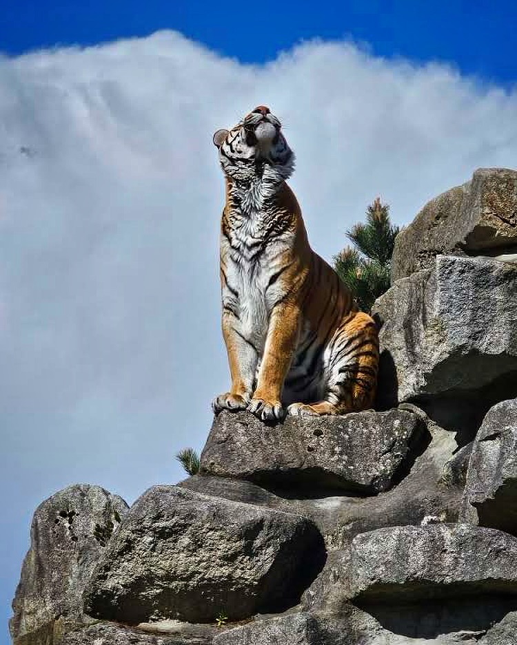 Cougar Mountain Zoo Wildlife Museum Travel | Museums