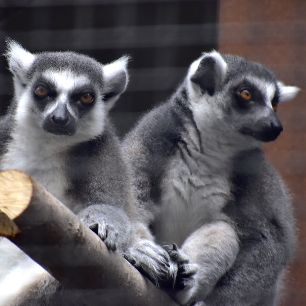 Duke University Lemur Center Travel | Zoo and Wildlife Sanctuary 