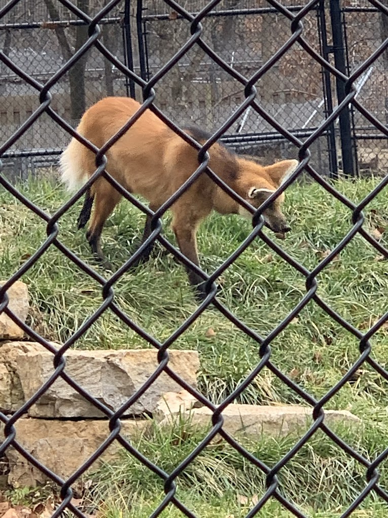 Endangered Wolf Center Travel | Zoo and Wildlife Sanctuary 