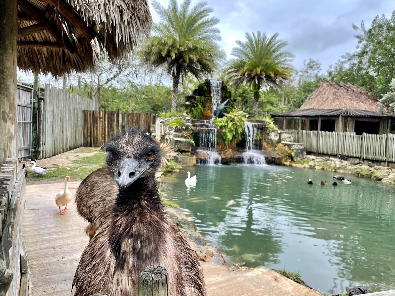 Everglades Alligator Farm Travel | Zoo and Wildlife Sanctuary 