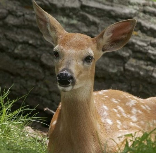 FAWN-DOE-ROSA Wildlife Educational Park Logo