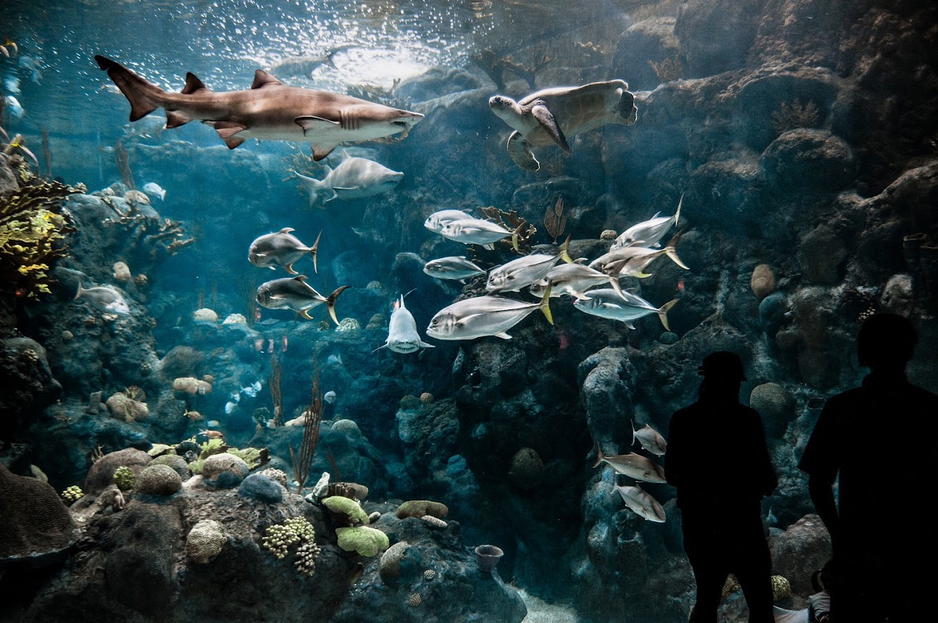 Florida Aquarium Travel | Park
