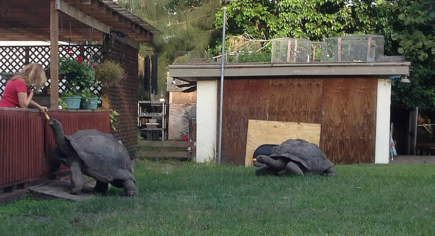 Florida Iguana and Tortoise Breeders Travel | Zoo and Wildlife Sanctuary 