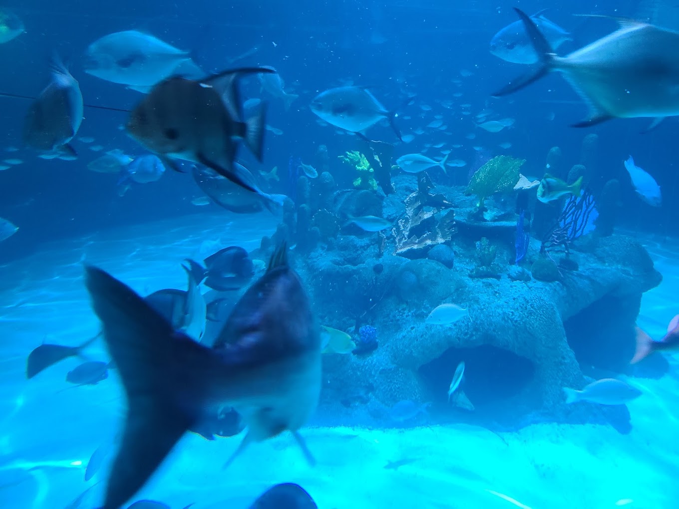 Florida Keys Aquarium Encounters Travel | Park