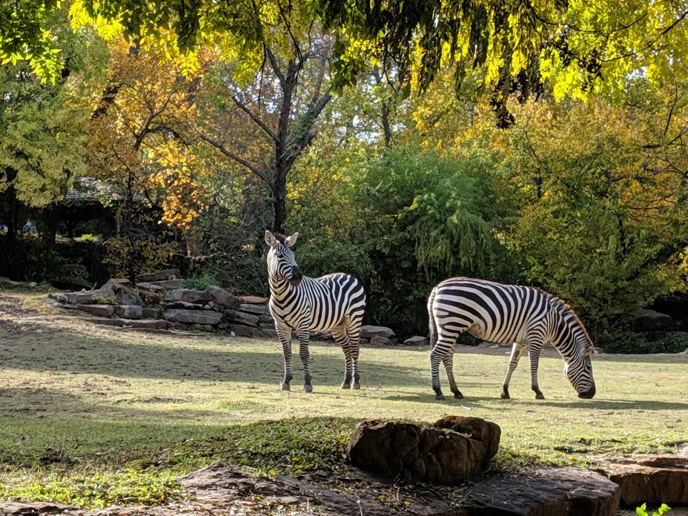 Fort Worth Zoo Travel | Zoo and Wildlife Sanctuary 