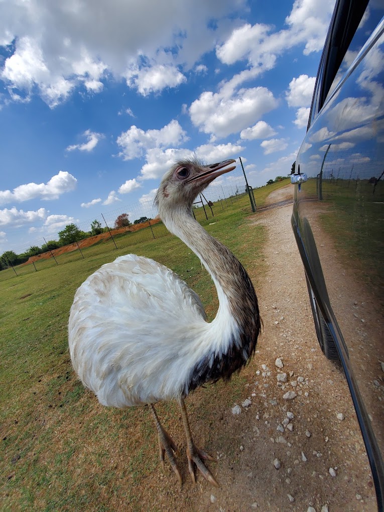 Franklin Drive Thru Safari Travel | Zoo and Wildlife Sanctuary 