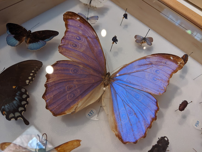 Frost Entomological Museum|Museums|Travel