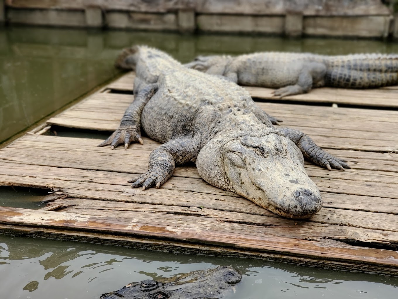 Gator Country LA Alligator Park Travel | Park
