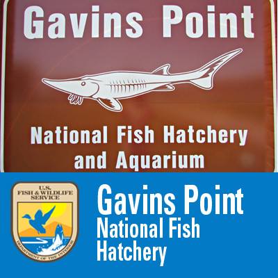Gavins Point National Fish Hatchery Logo