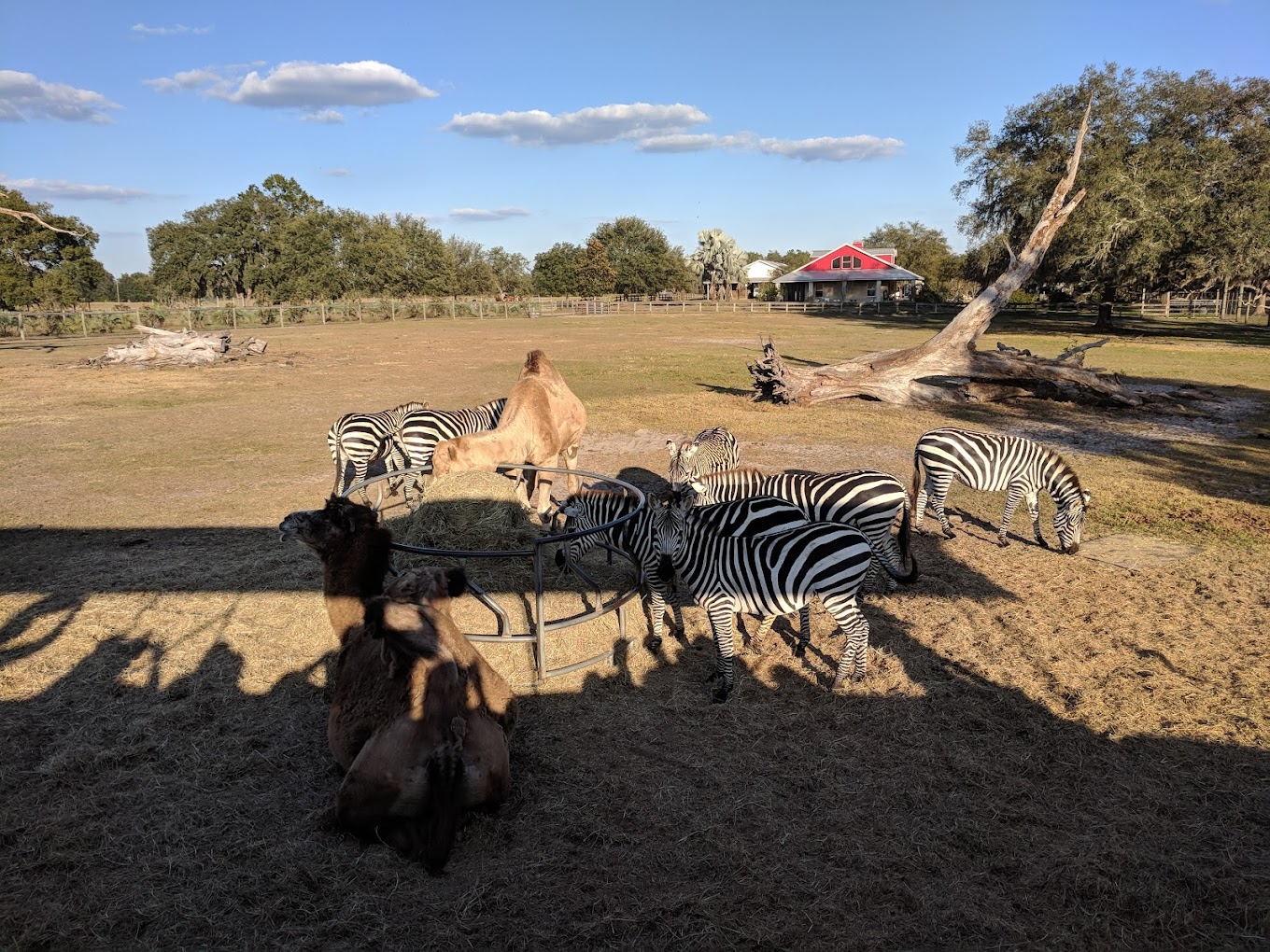 Giraffe Ranch Travel | Zoo and Wildlife Sanctuary 