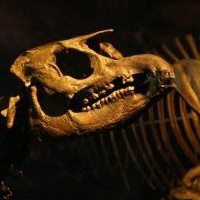 Gray Fossil Museum|Museums|Travel