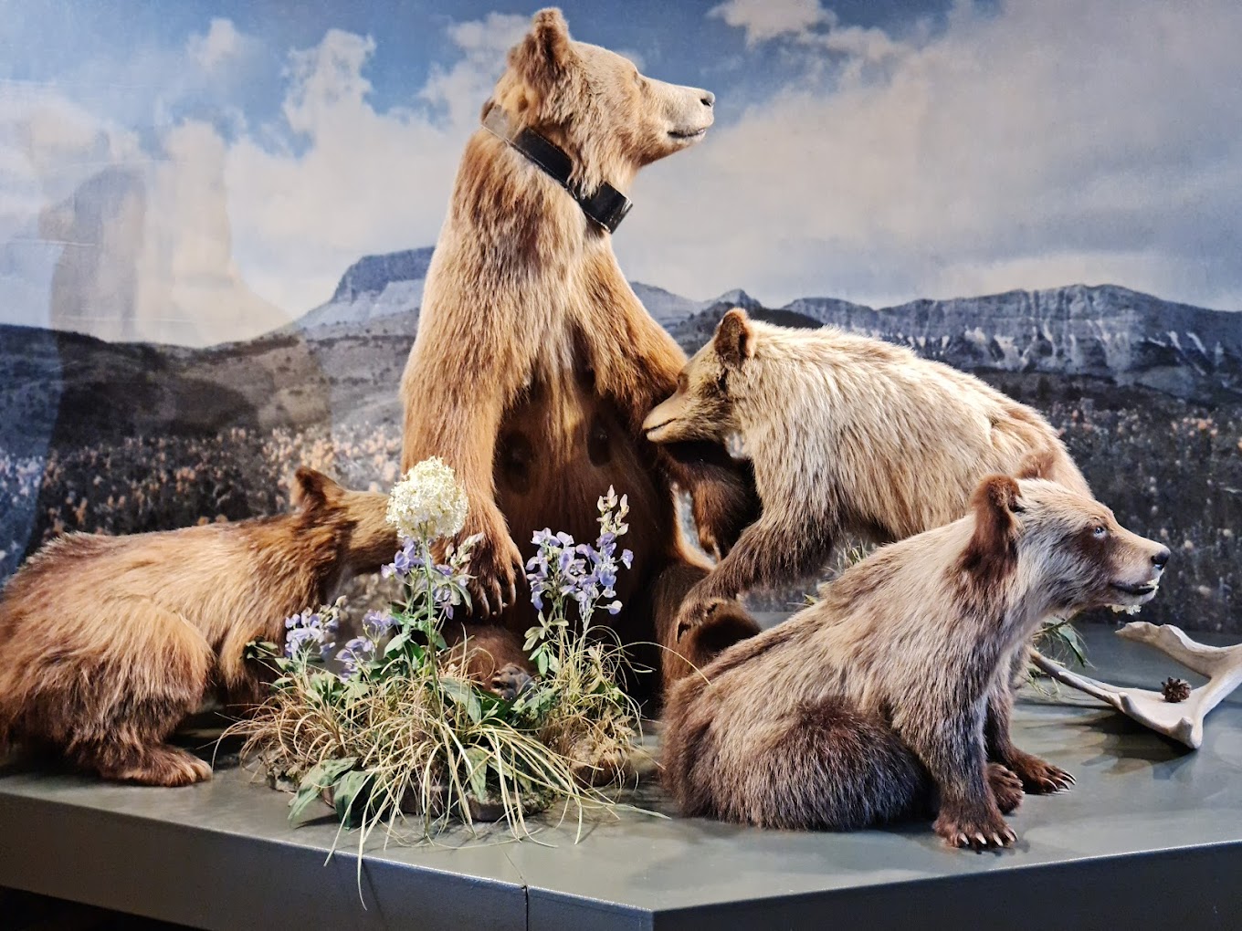 Grizzly & Wolf Discovery Center Travel | Zoo and Wildlife Sanctuary 