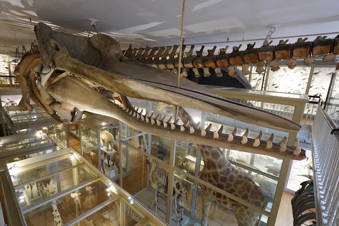 Harvard Museum of Natural History Travel | Museums