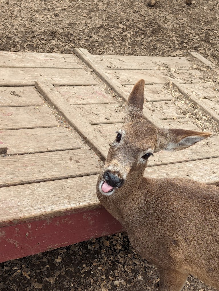 Hochatown Petting Zoo Travel | Zoo and Wildlife Sanctuary 