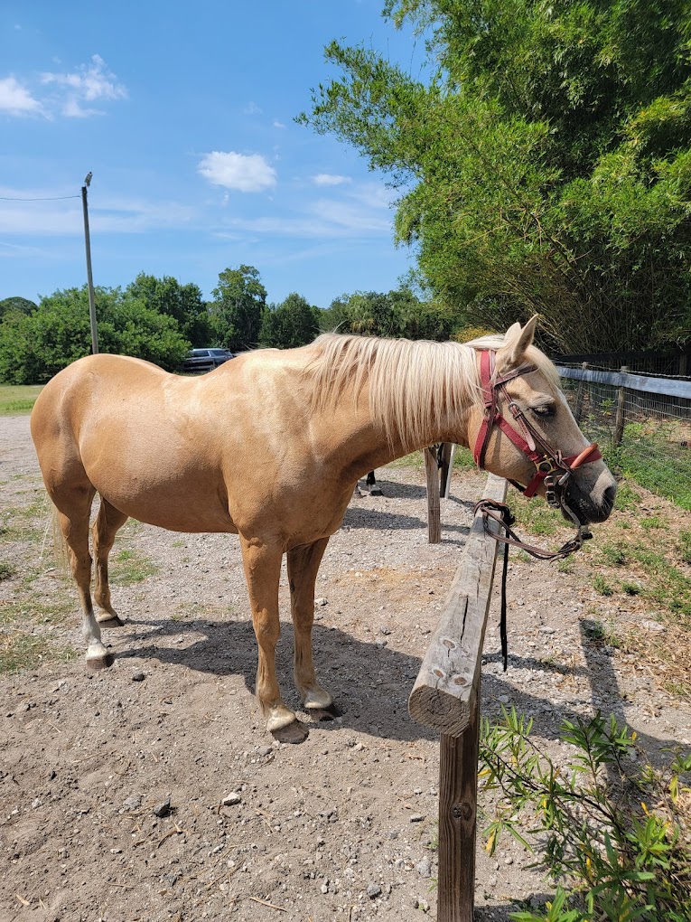 HorsePower for Kids & Animal Sanctuary|Museums|Travel