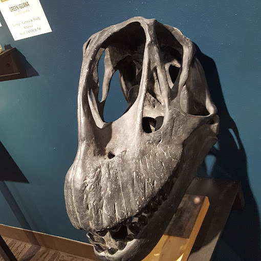 Idaho Museum of Natural History Travel | Museums