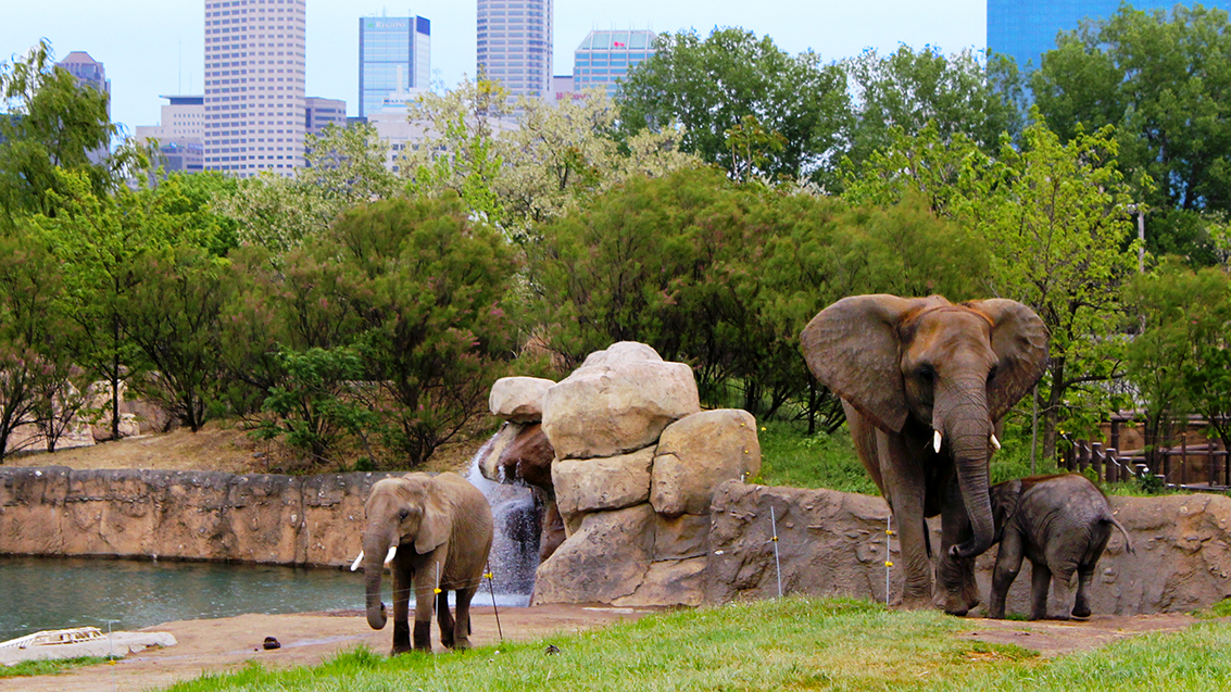 Indianapolis Zoo Travel | Zoo and Wildlife Sanctuary 