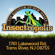 Insectropolis - Logo