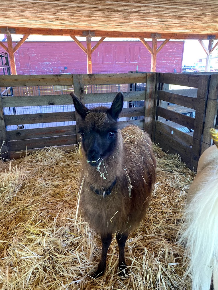 Ivie Acres Farm and Petting Zoo Travel | Zoo and Wildlife Sanctuary 