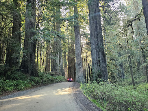 Jedediah Smith Redwoods State Park Travel | Park