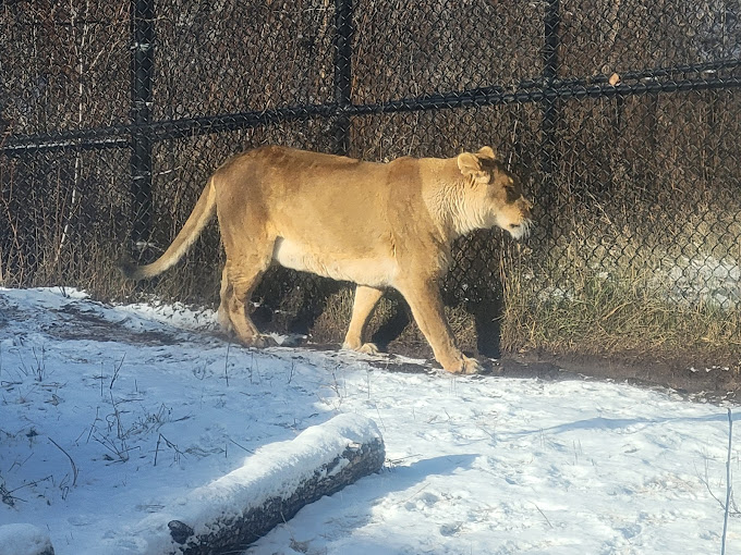 Lake Superior Zoo Travel | Museums