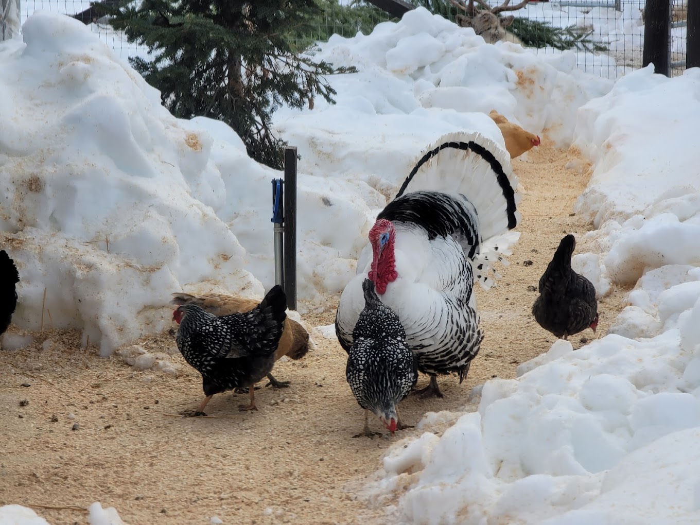 Leavenworth Reindeer Farm Travel | Zoo and Wildlife Sanctuary 