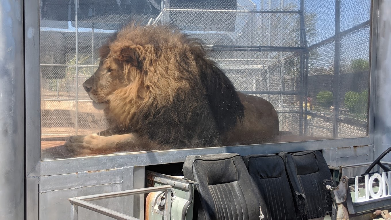 Lion Habitat Ranch Travel | Zoo and Wildlife Sanctuary 