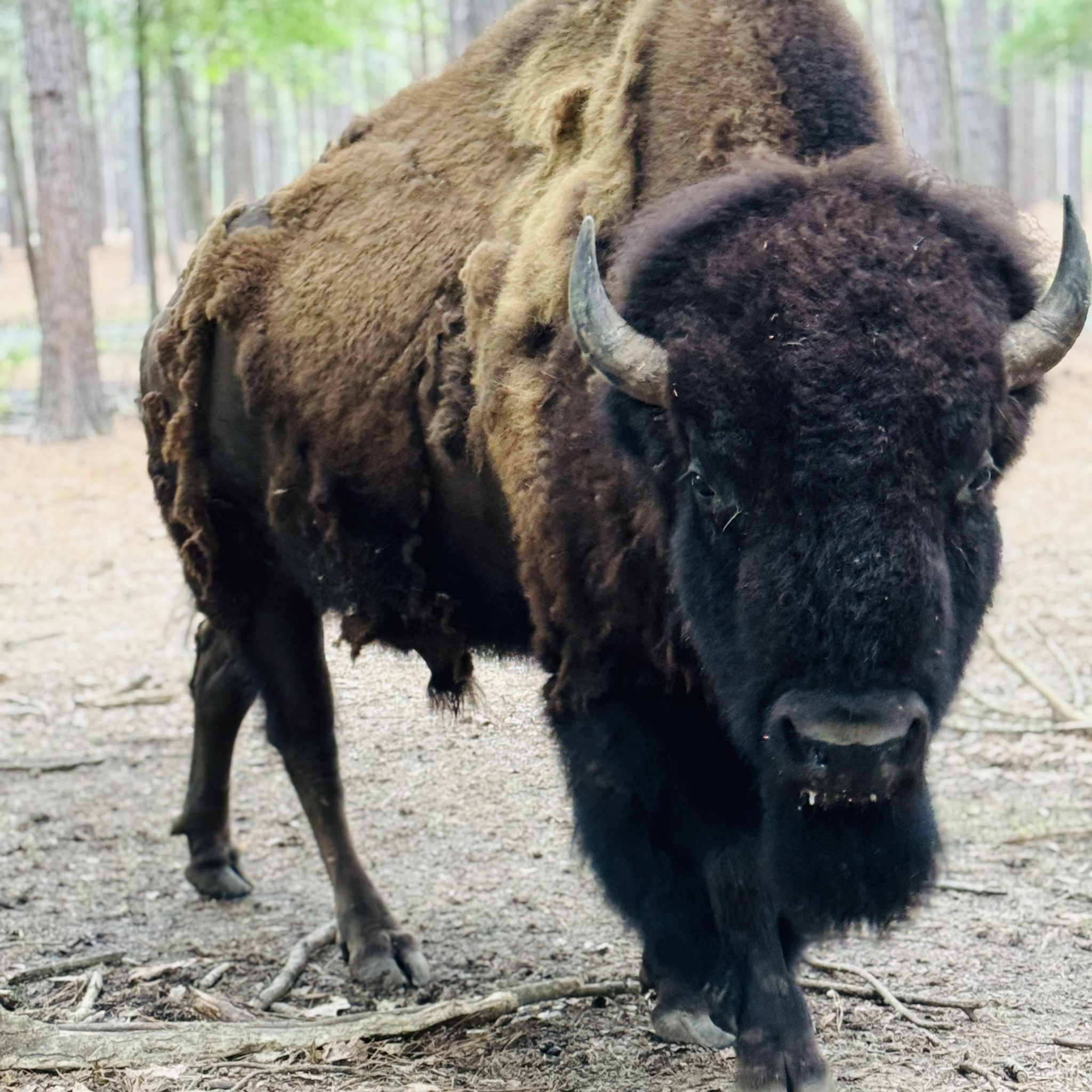 Lonesome Dove Drive-Thru Safari|Museums|Travel