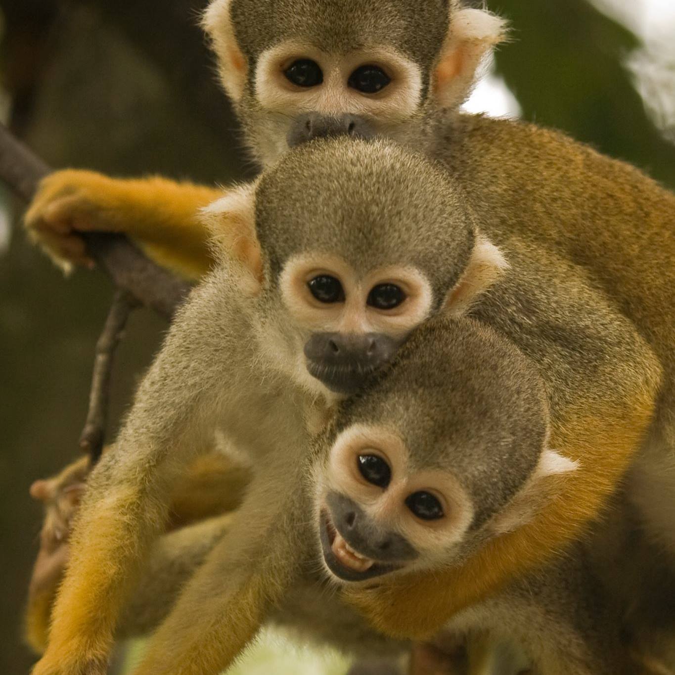 Monkey Jungle|Zoo and Wildlife Sanctuary |Travel
