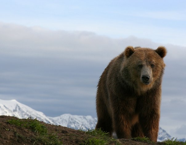 Montana Grizzly Encounter - Logo