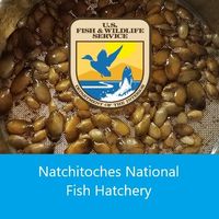 Natchitoches National Fish Hatchery and Aquarium Logo