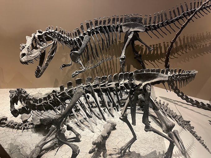 Natural History Museum of Utah Travel | Museums