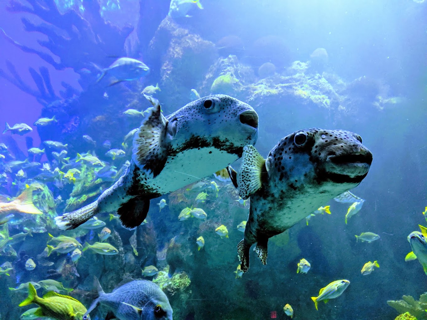 New England Aquarium Travel | Park