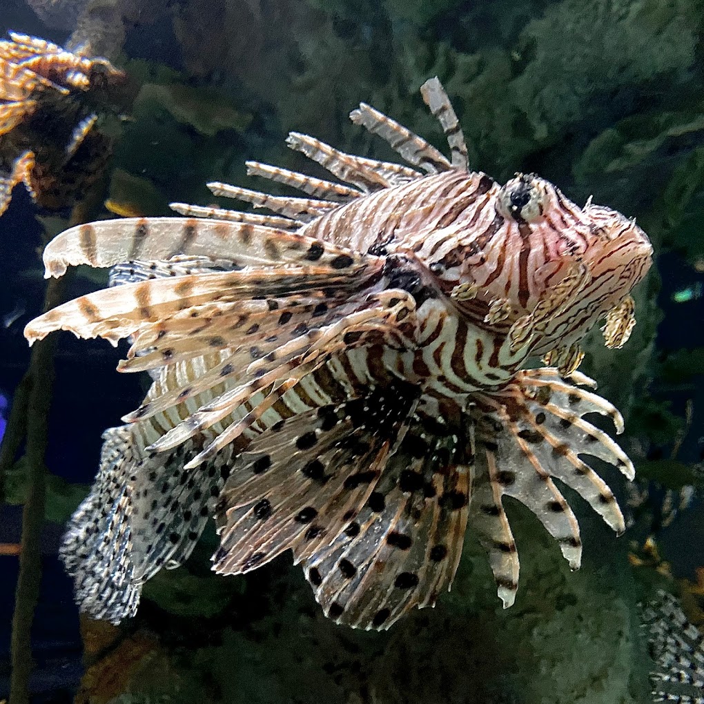 OdySea Aquarium Travel | Park