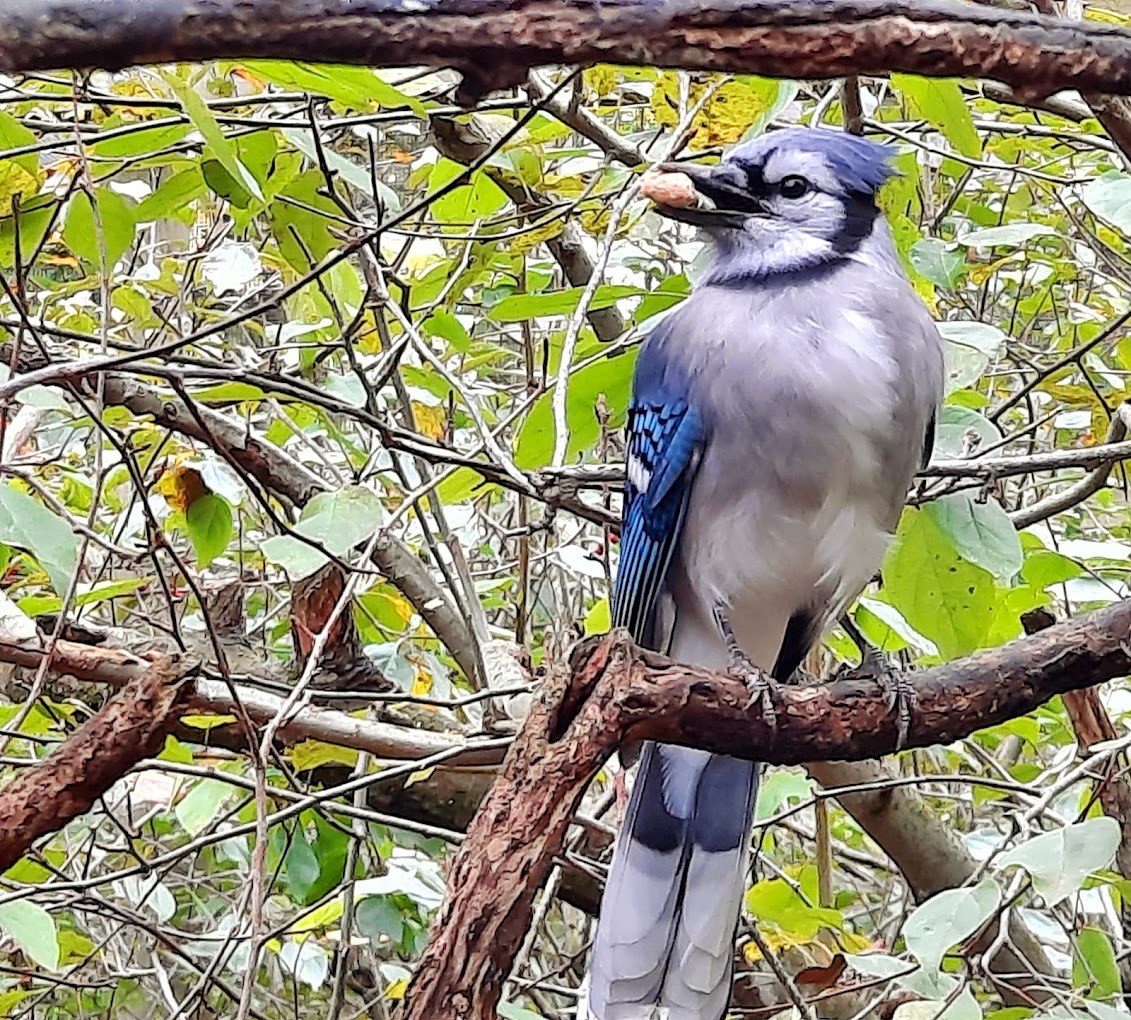 Ohio Bird Sanctuary Travel | Zoo and Wildlife Sanctuary 