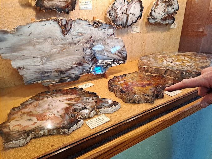 Petrified Wood Gallery Travel | Museums