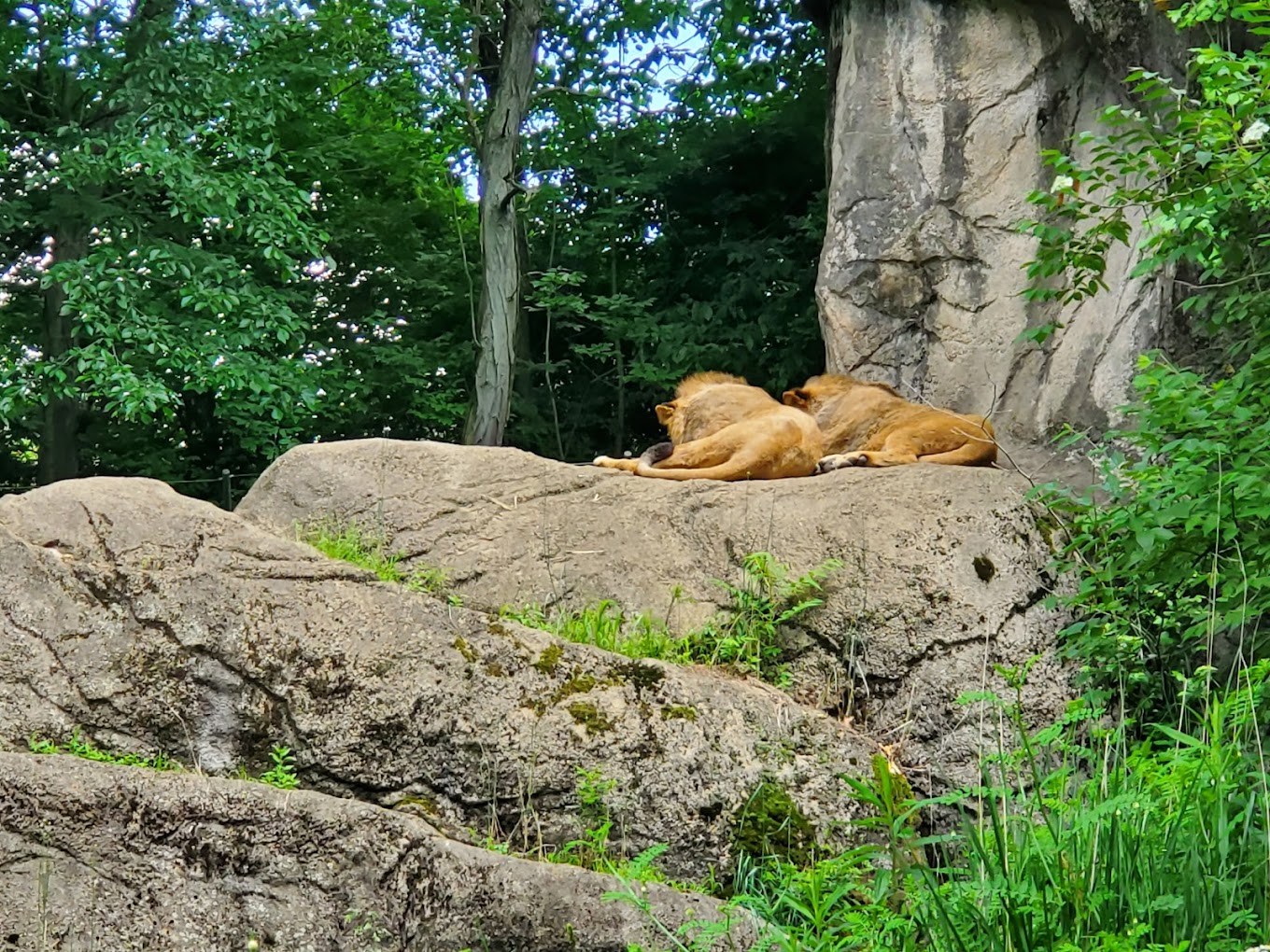 Pittsburgh Zoo & Aquarium Travel | Zoo and Wildlife Sanctuary 