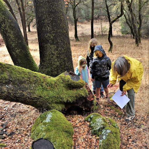 Placer Nature Center Travel | Museums